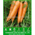 JCA02 einheitliche Form fünf Zoll Karotten Samen, Karotten Samen Preis